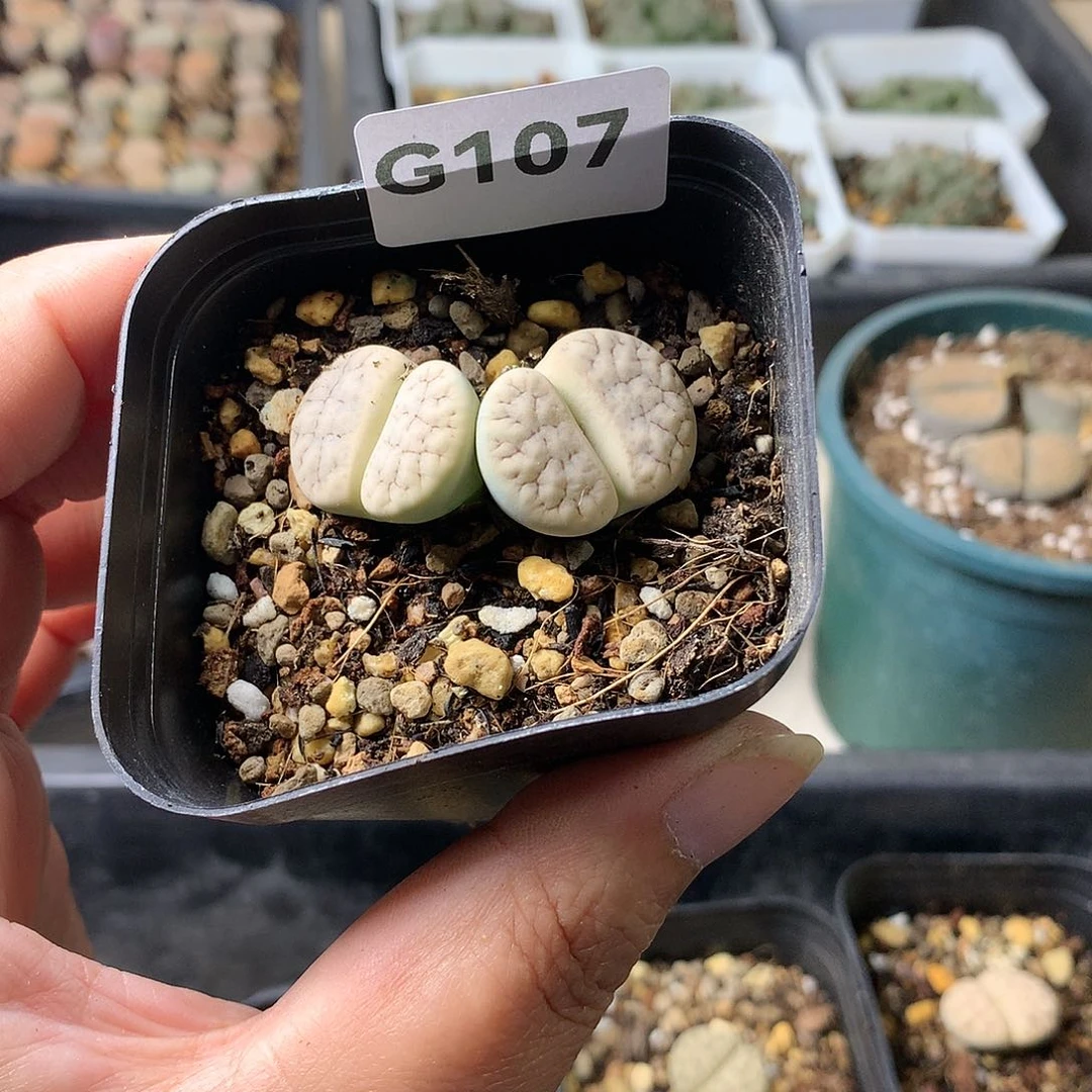 G107多肉植物保护