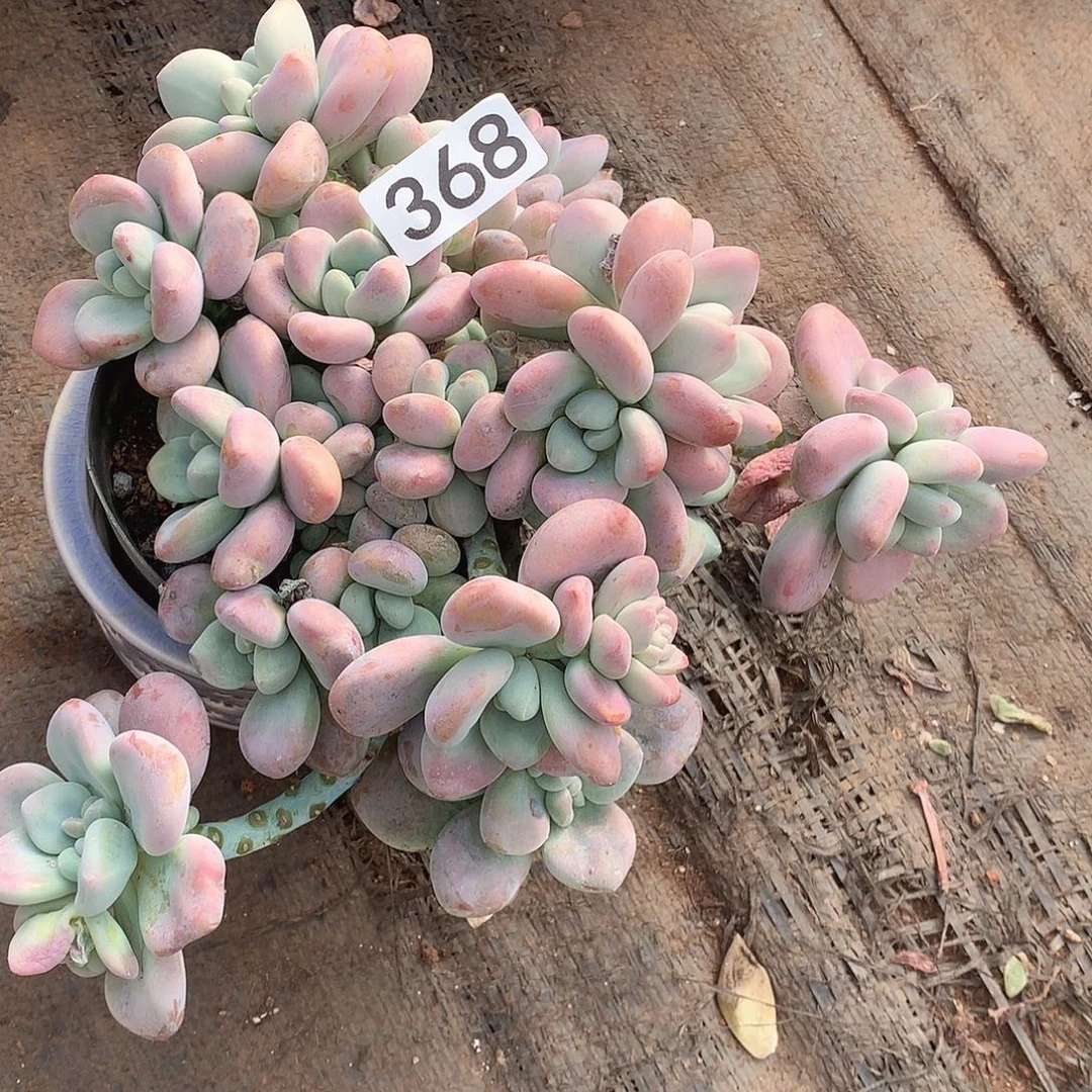 368洛神一物一拍多肉