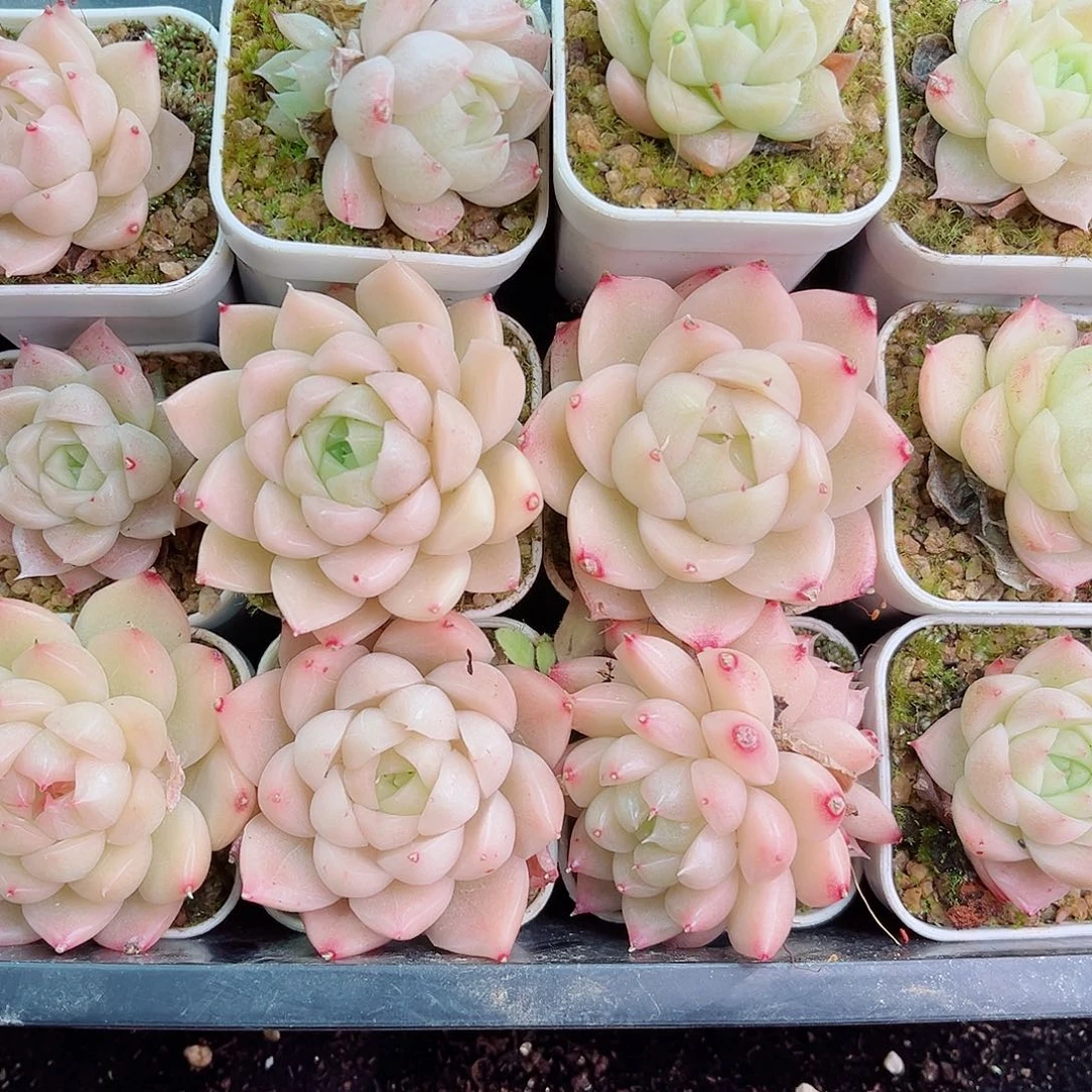 1-675 新疆西藏内蒙不发零度以下拍保温箱不拍不包损