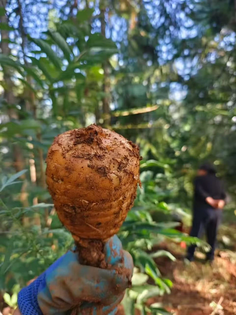 正宗昭通新鲜天麻云南湿天麻彝良活天麻小草坝生天麻现挖现卖煲汤