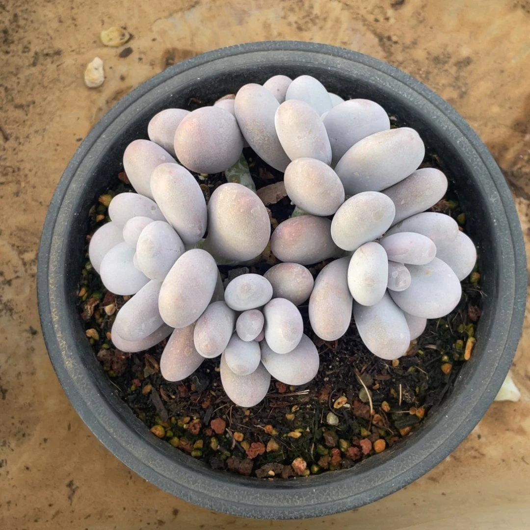 奶酪欢度12 公分一物一拍