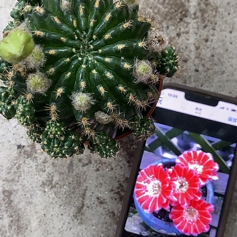 百折裙，6-8公分左右