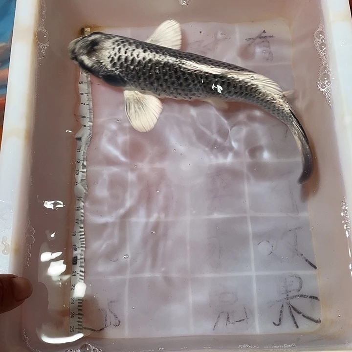 蝴蝶鲤鱼渔场直发15