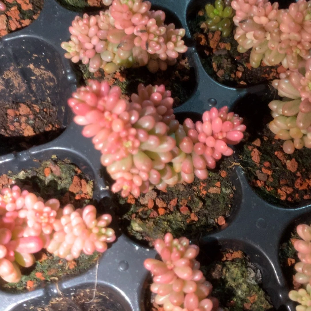 福利浆果锦一颗价格