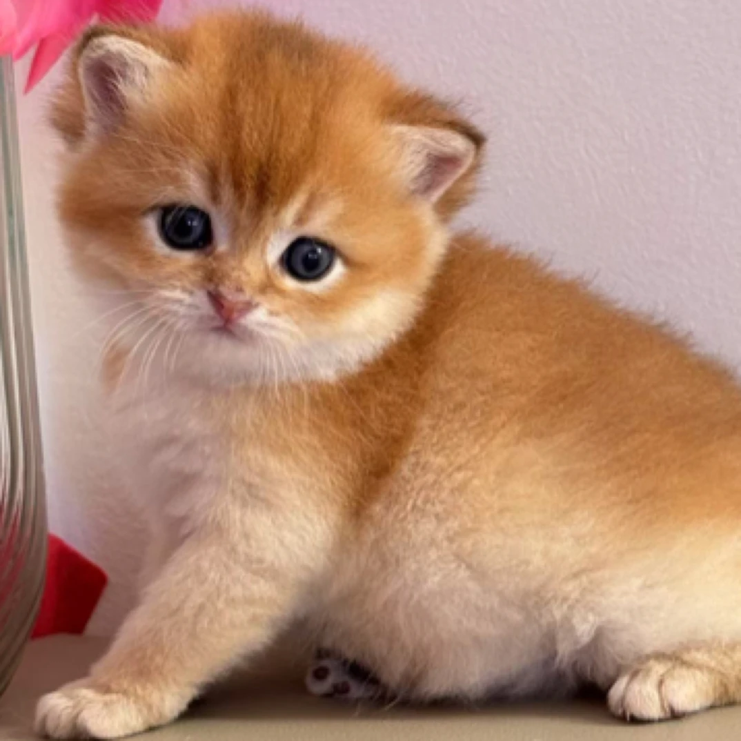 纯种金渐层活体链接