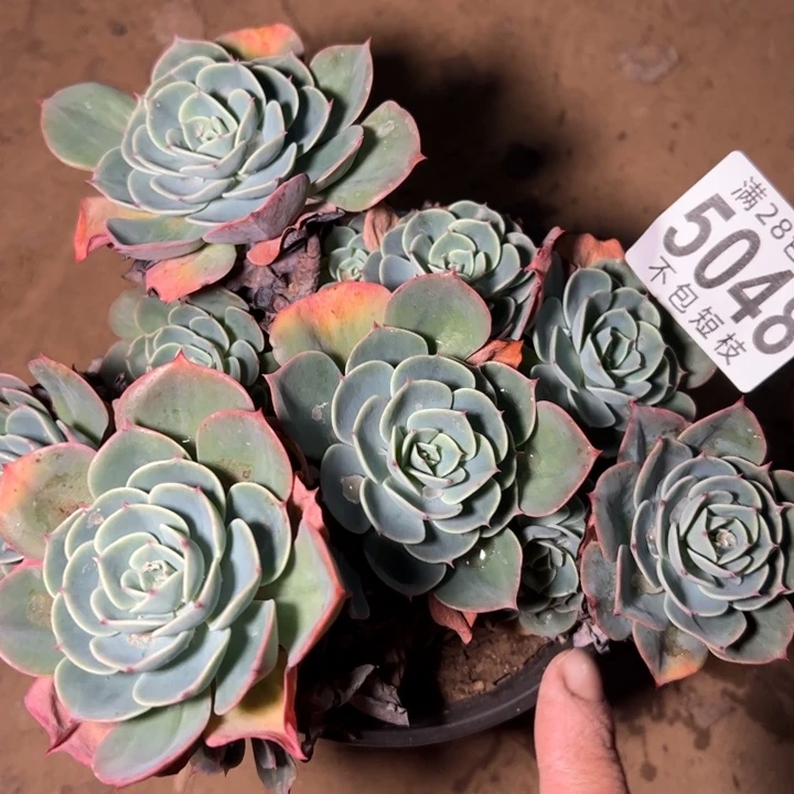 玉蝶多肉植物法师5048