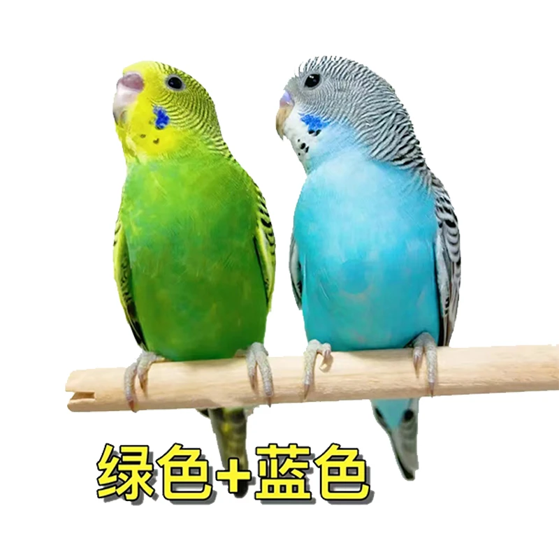 手养鹦鹉虎皮鹦鹉学语鹦鹉芙蓉包邮包活链接下单直播间选鸟