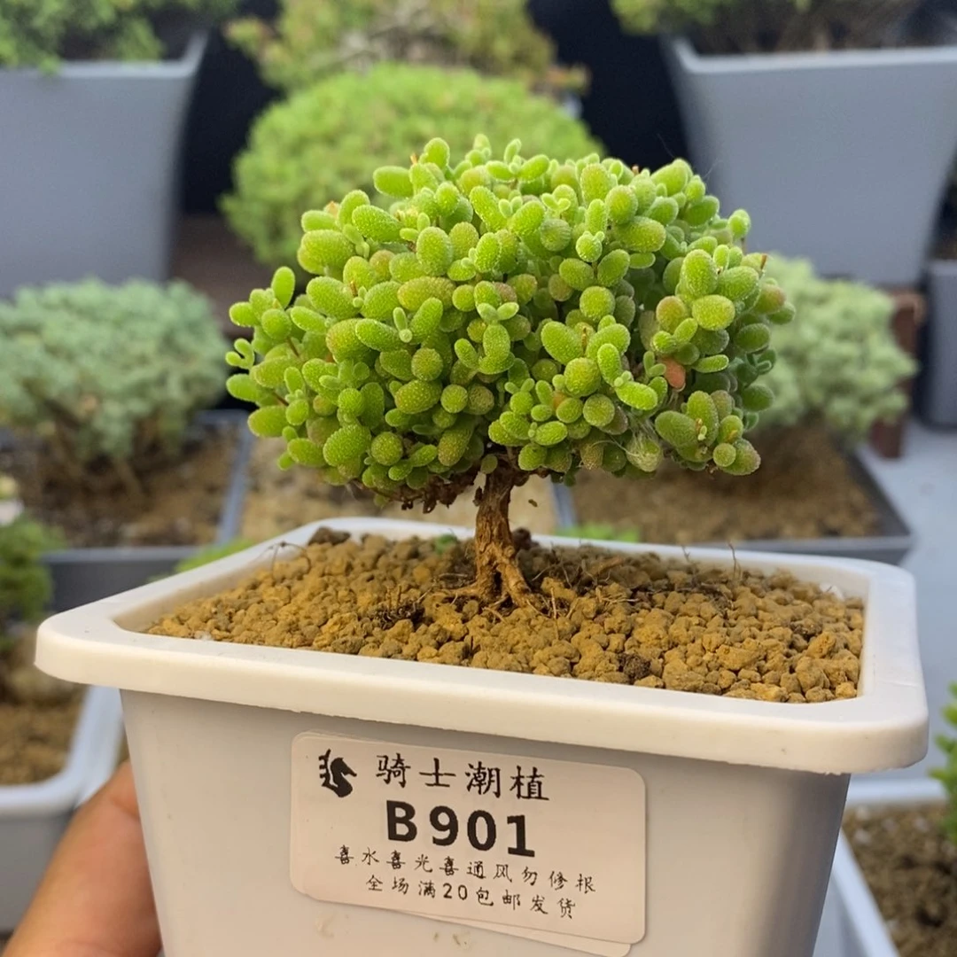 901蜜橘糖球枝干