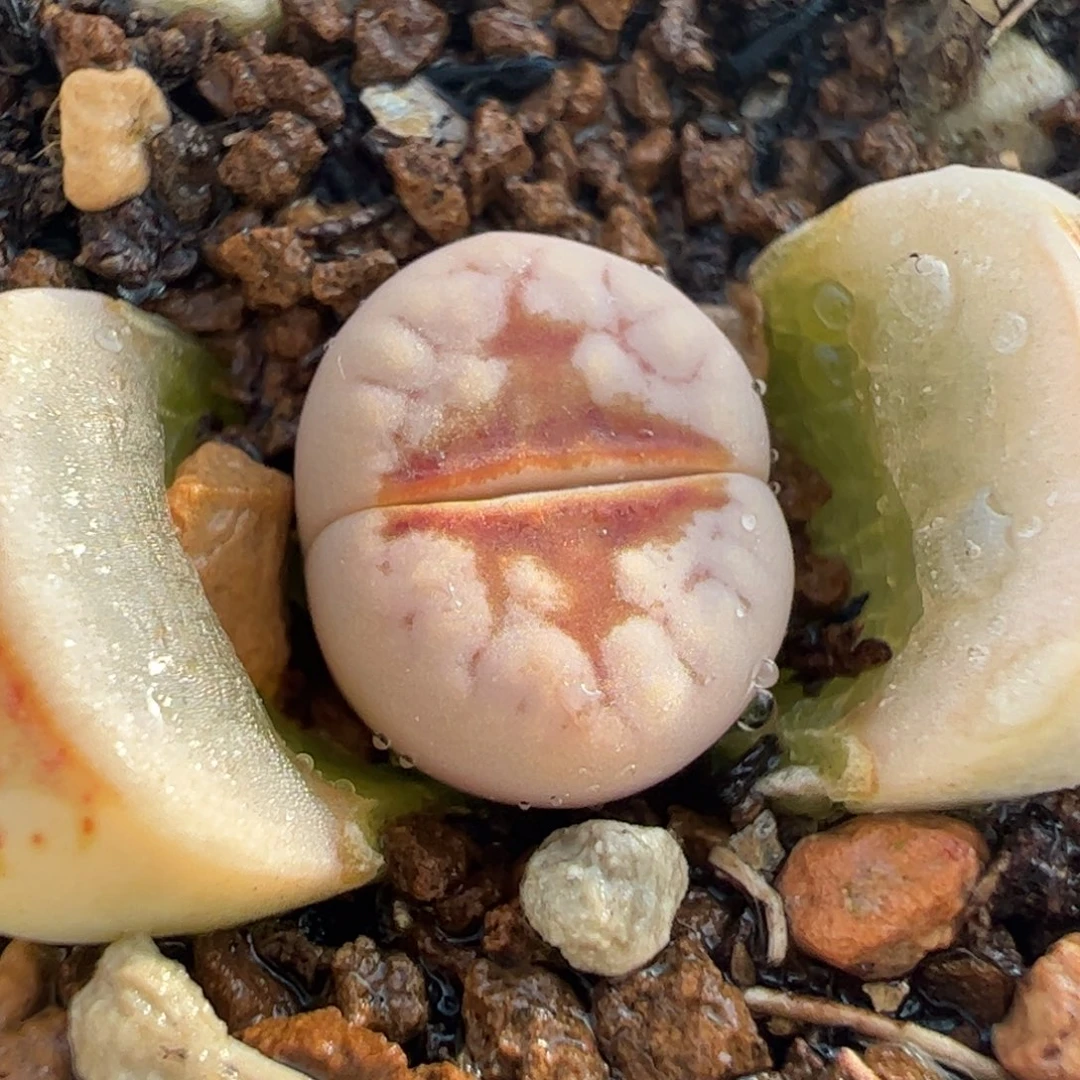 632多肉植物百科