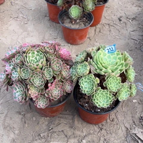 252多肉植物组合,