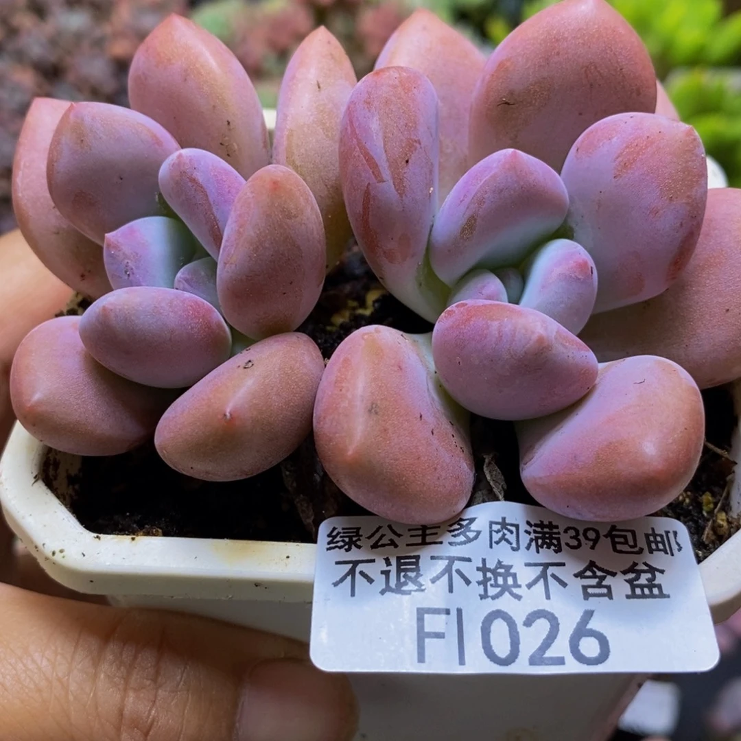 026奥普琳娜8cm多肉
