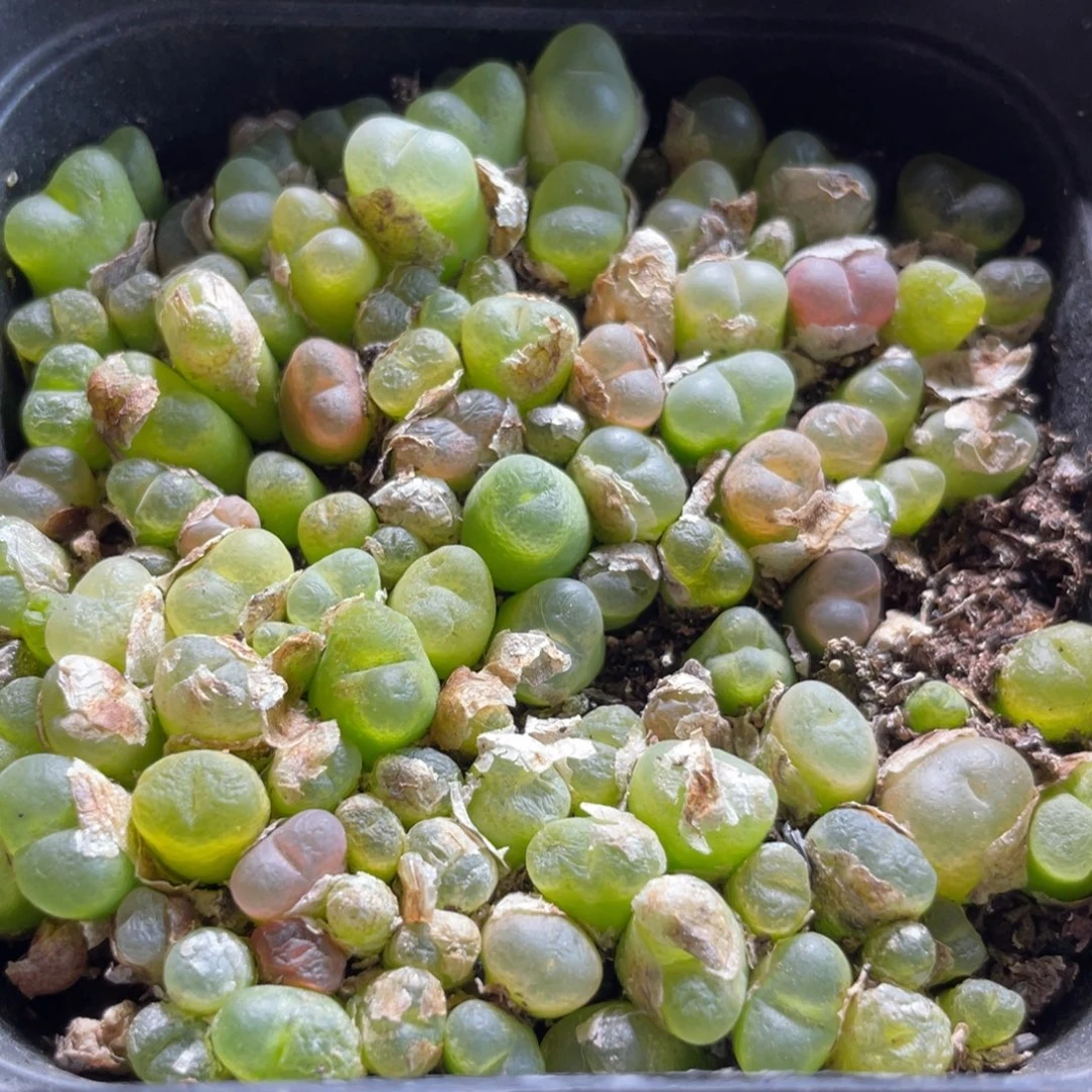 大盆特价一物一拍～33