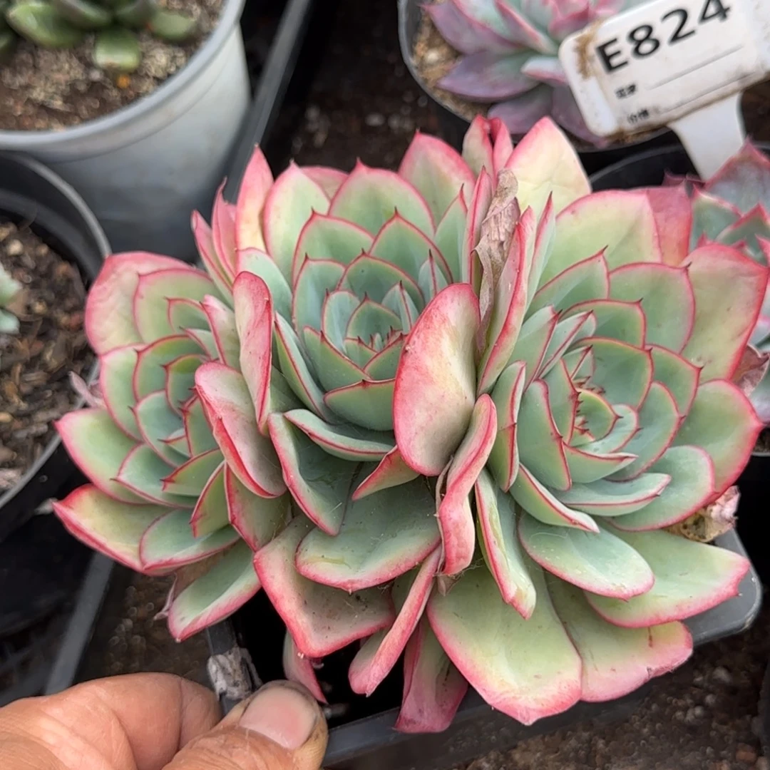 牡丹亭惊鸿一物一拍包装收缩花旱