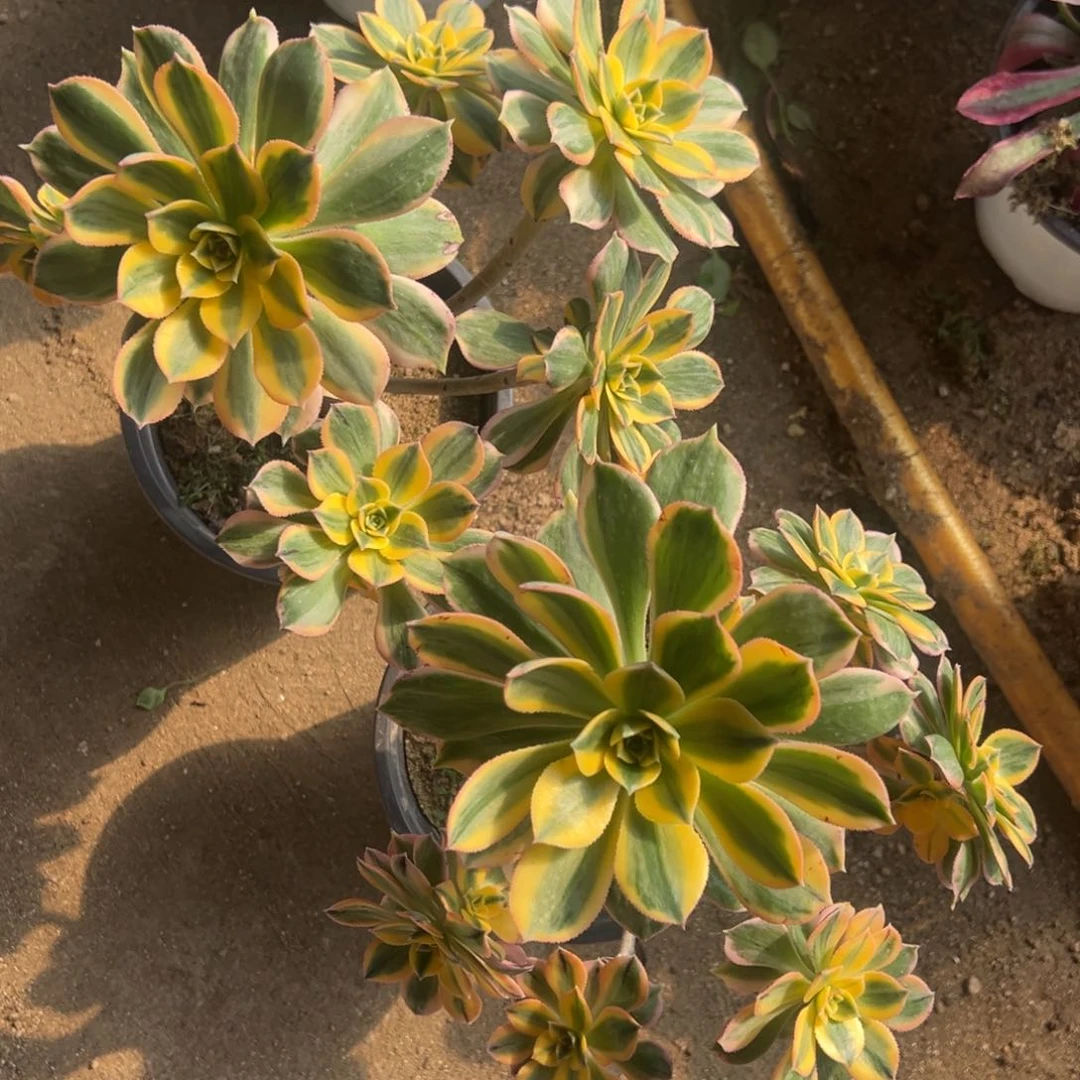 灿烂多肉植物老桩