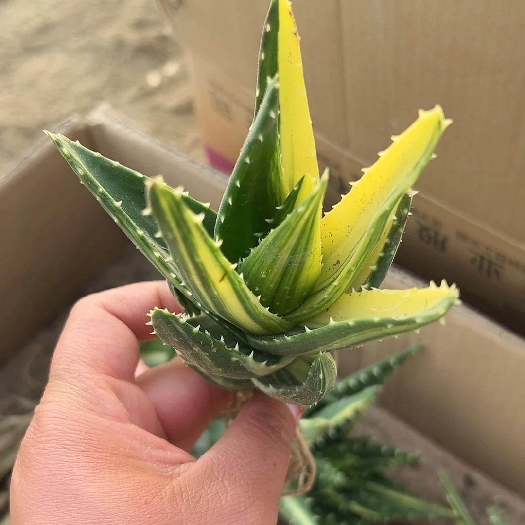 多肉植物不夜城芦荟