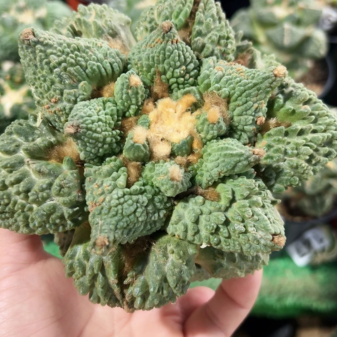 无花朵大个龟甲牡丹13公分带木心153