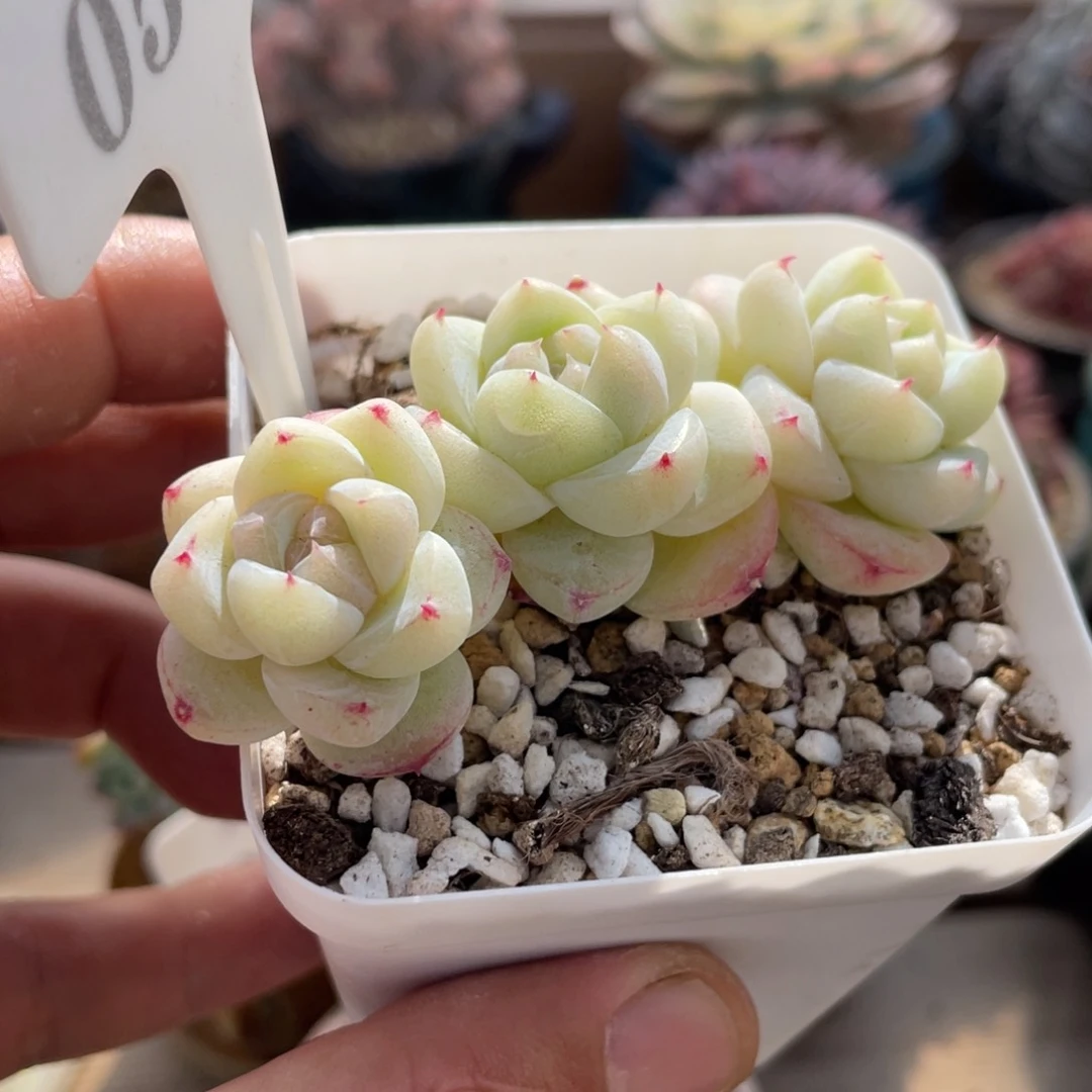 0502白泽不带盆7厘米