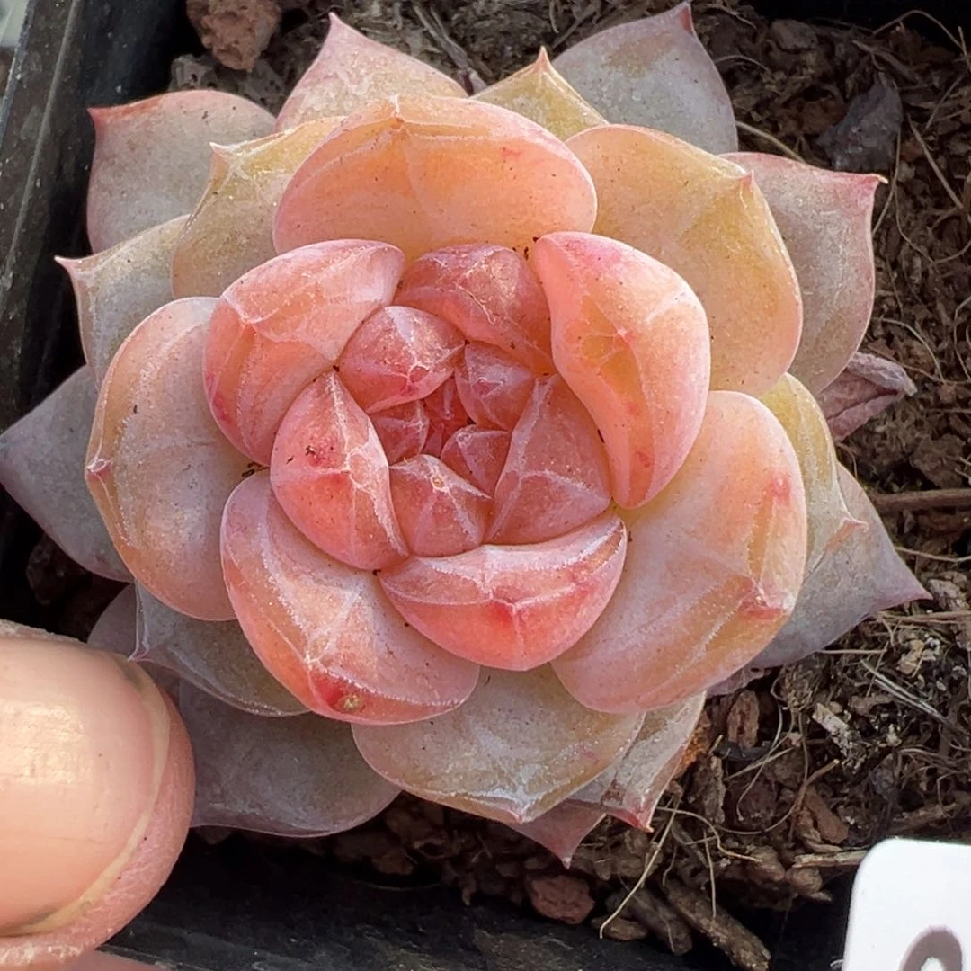 小卡拉米糖心一物一拍23-56