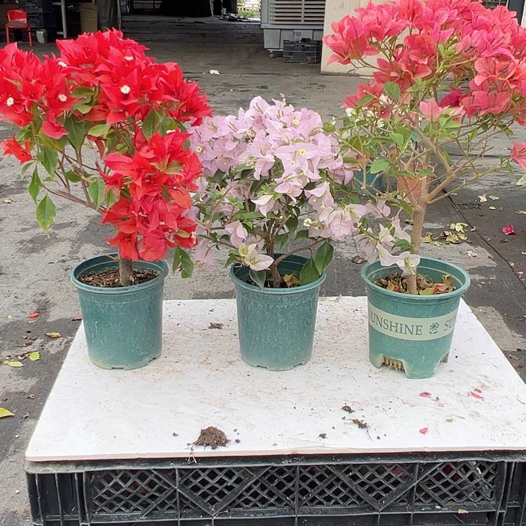 大部分花苞少量开放紫桑巴，苹果花，酒红组合