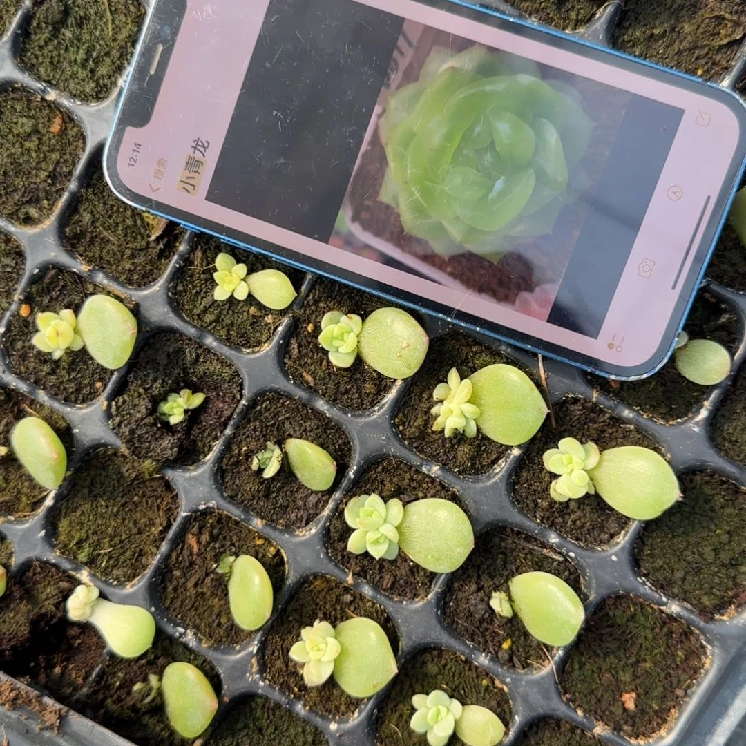 小青龙穴一个满25包邮