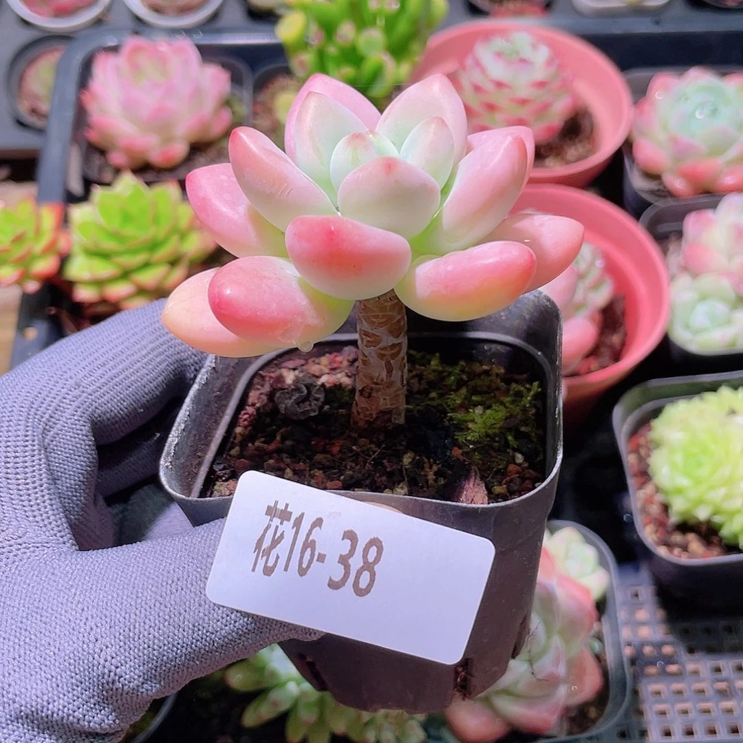 花利美16-38洛神
