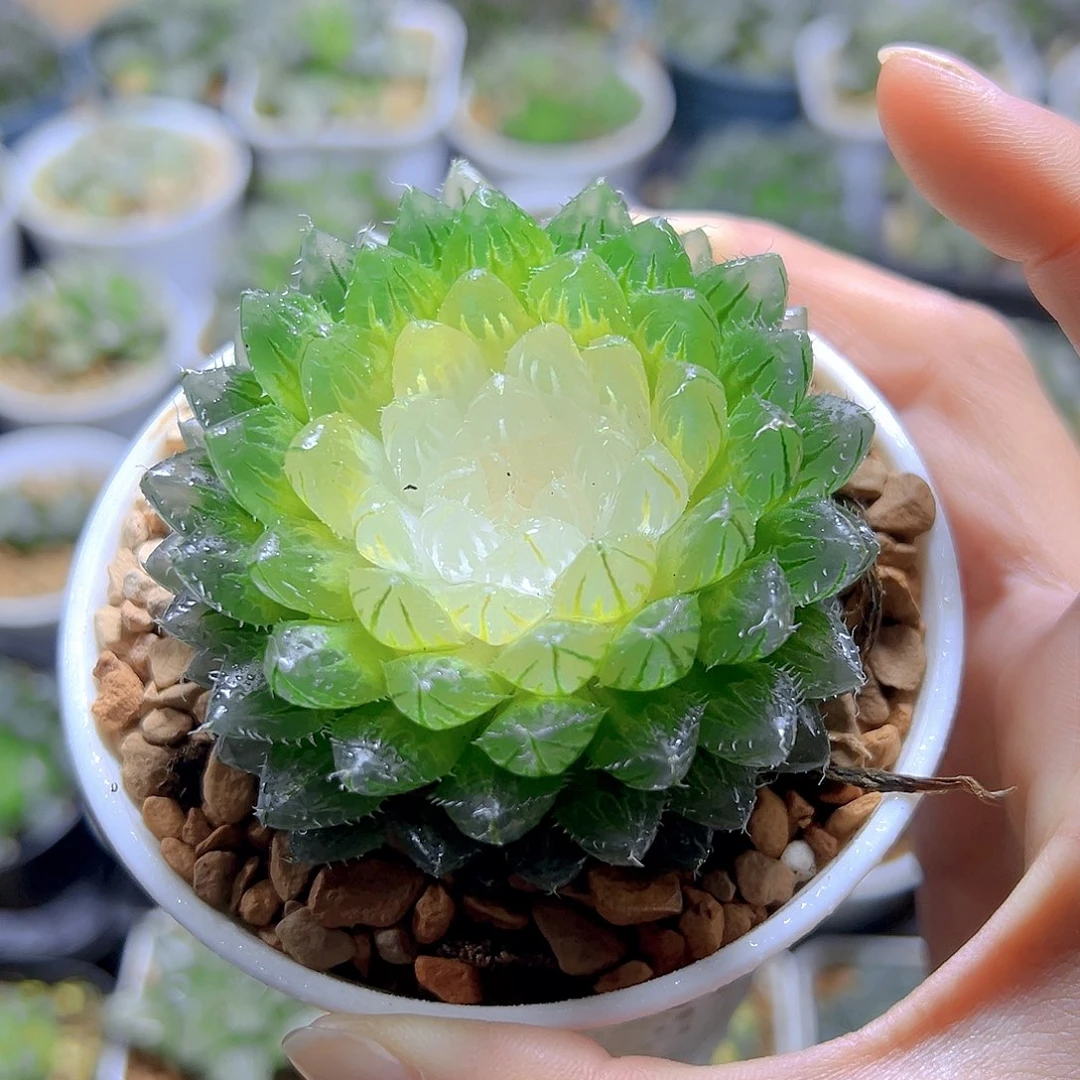 宝莲灯玉露多肉多肉多肉