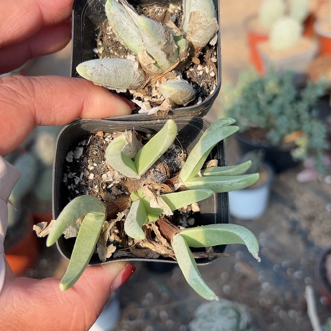 ´***匠多肉植物多肉植物