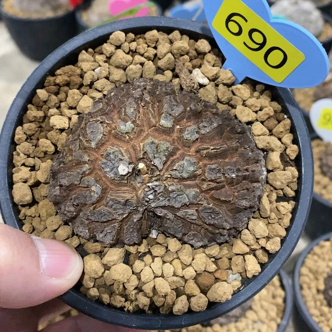 墨西哥龟甲龙龟甲啊龙