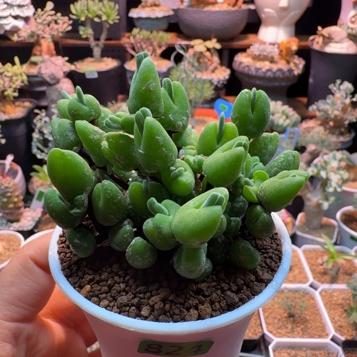 冰糕兔子824 仙人球