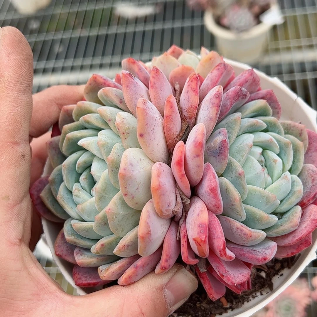 雪媚娘双头起发一盆