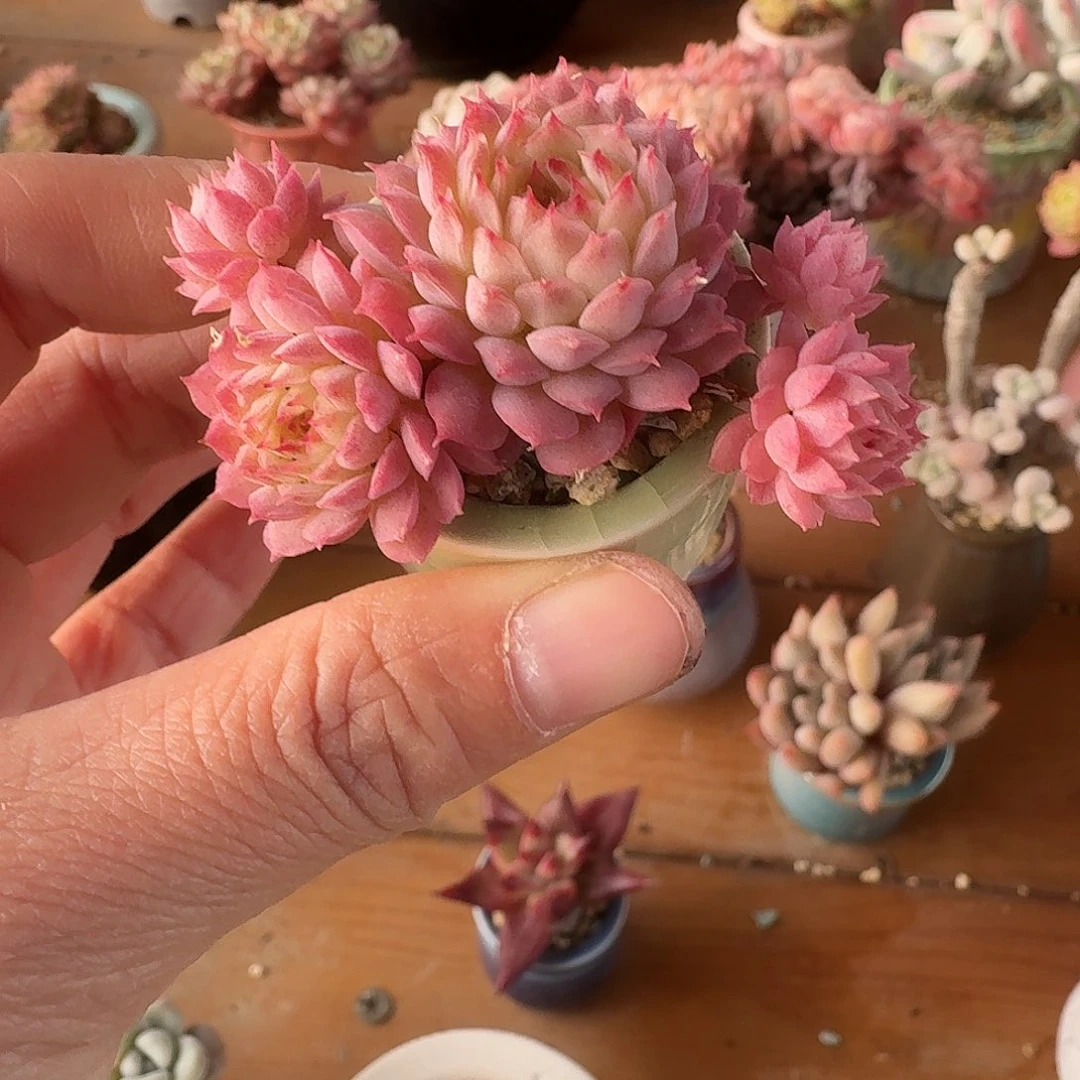 含盆土 30元包邮非偏远 羊角蜜