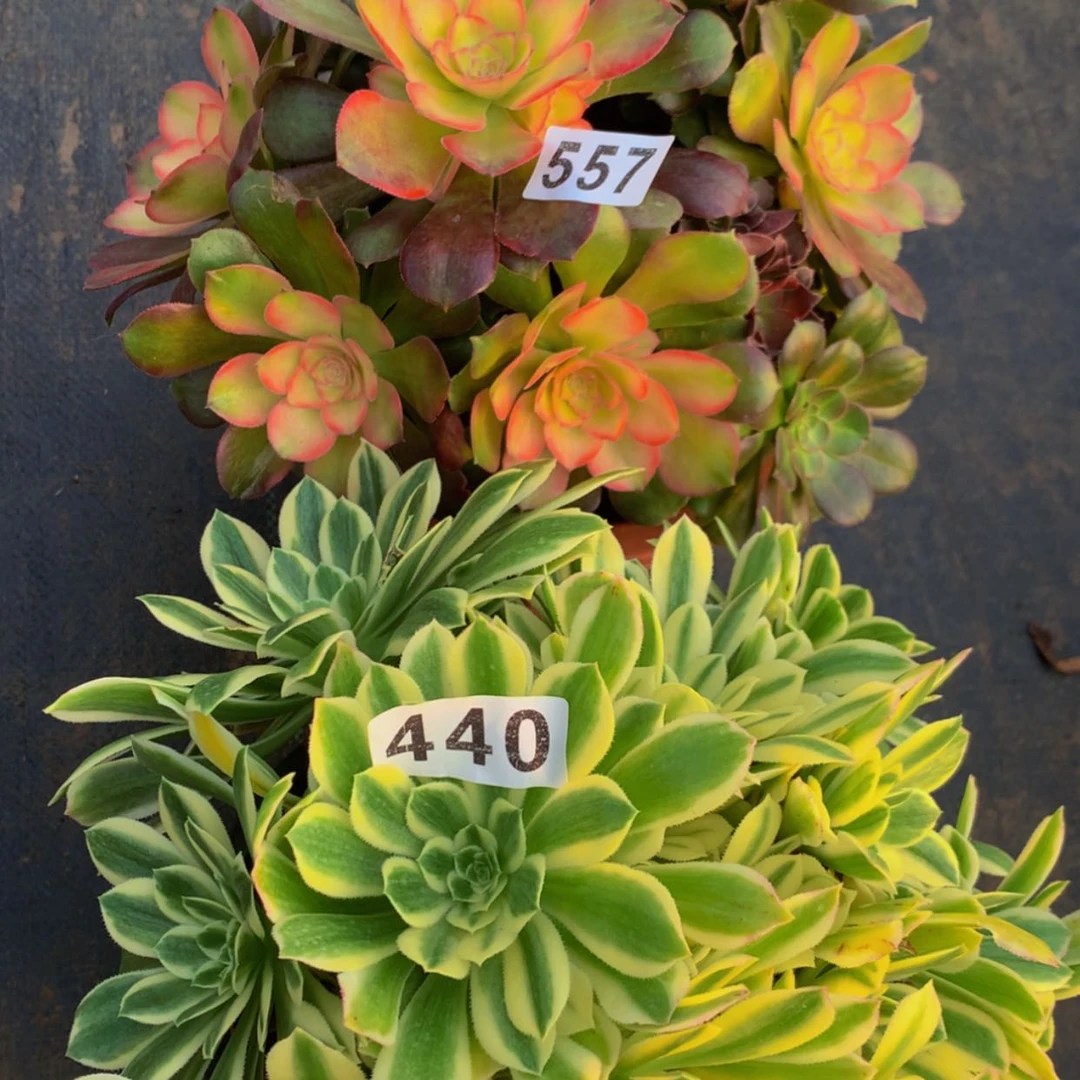 【闪购商品】557440颜宁雅典娜多肉