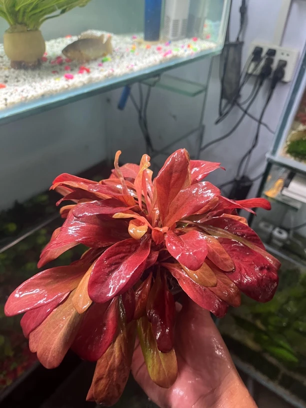 【极乐鸟】懒人水草入缸成景