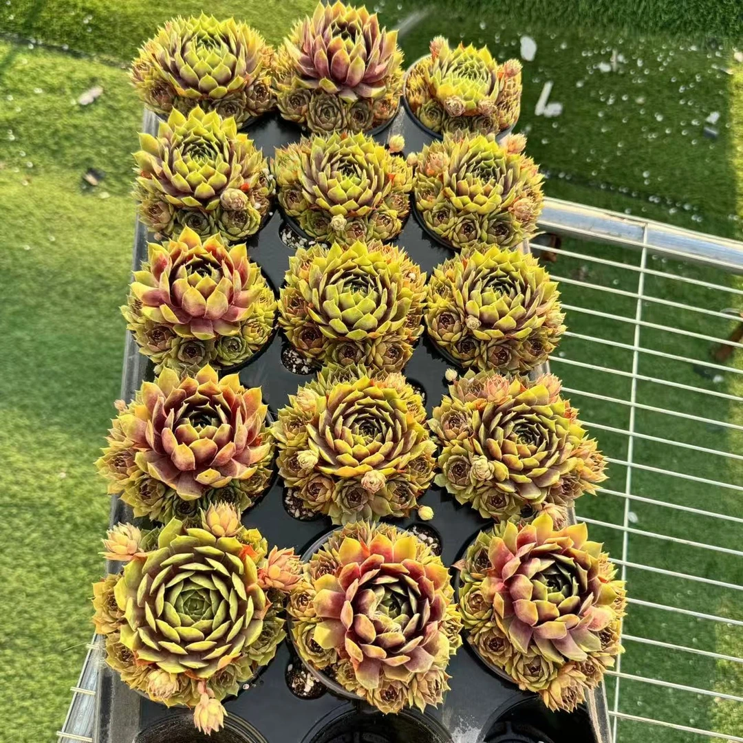 9厘米盆 多头 宝 大型品种 带盆栽好发货