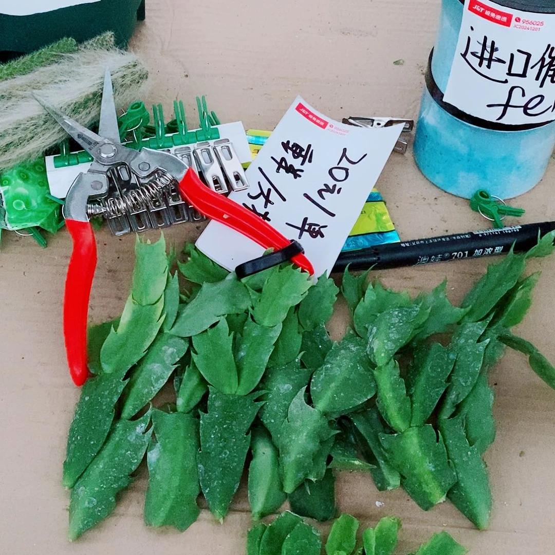 y***W无花朵叶片福利一物一拍