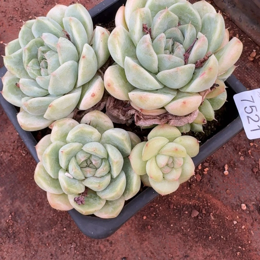 叮***57521杂交多肉植物基地
