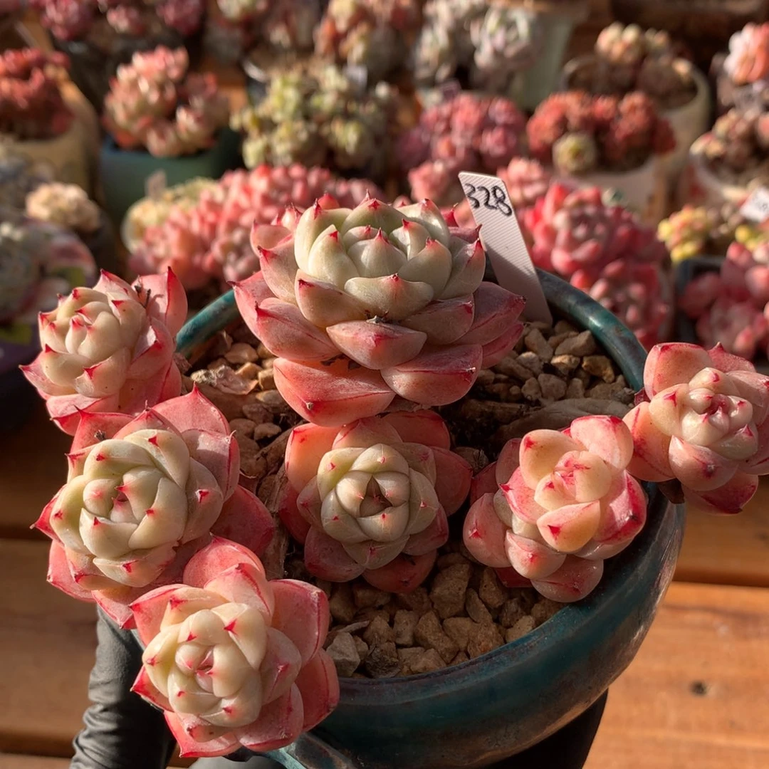 佳人一物一拍 027