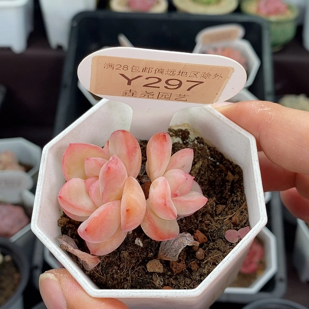 0297 草莓泡芙 4cm
