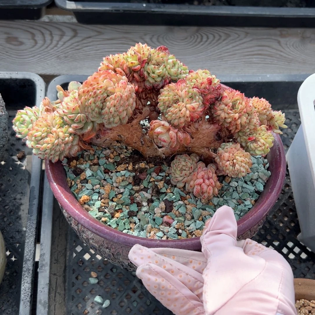 白胖子缀（满38包邮）多肉