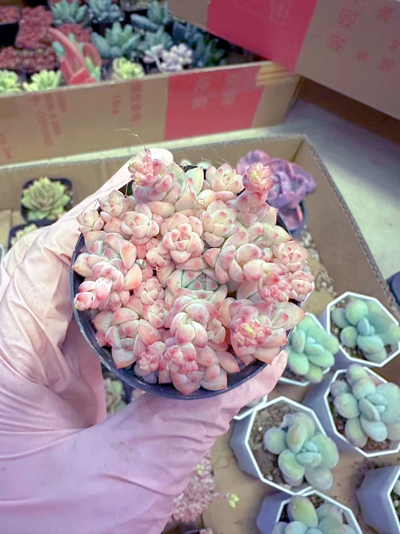 全状态焦糖精灵 多肉植物 （满9.9元包邮发货）