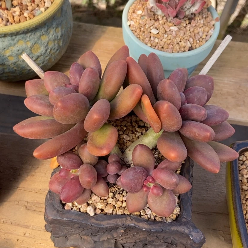 【闪购商品】芒果奶