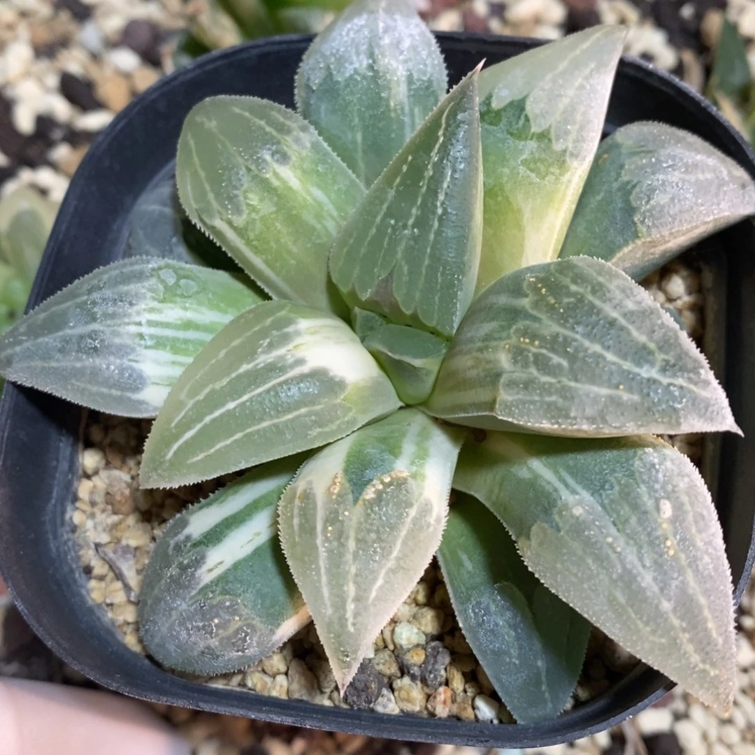 一颗实生磨面寿锦