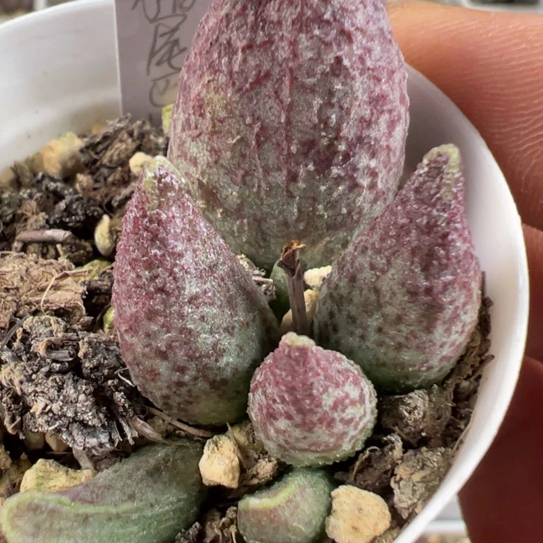 猪尾巴水泡多肉植物