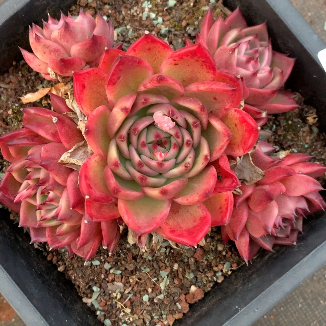 4429杂交精品基地13厘米