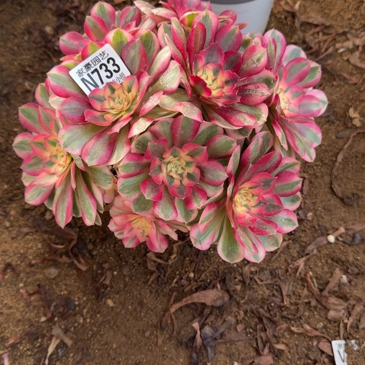 倾城733官服22左右2