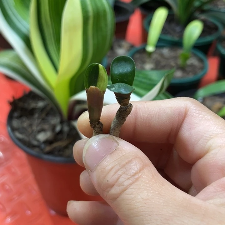 玲君子兰四季开花吸释甲醛