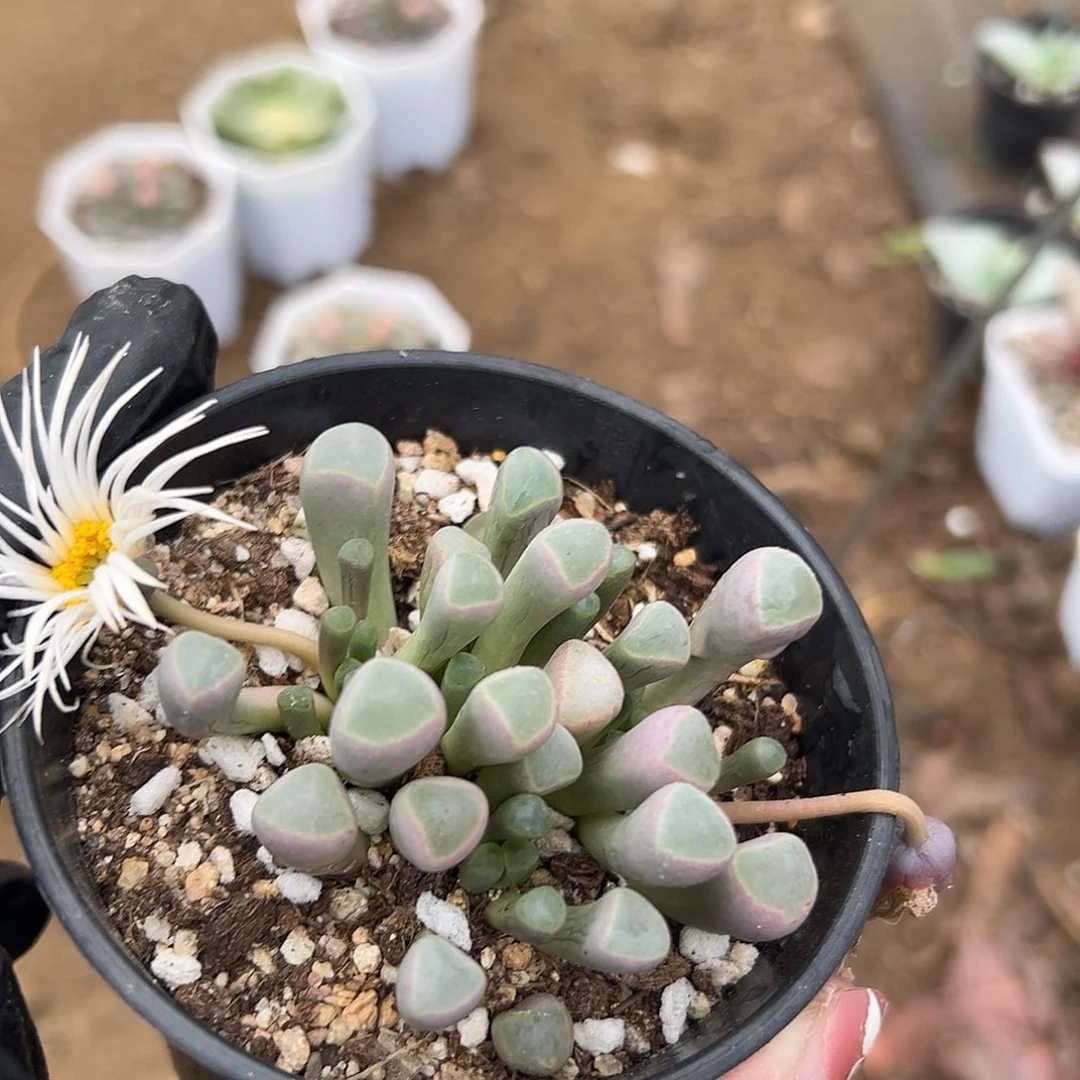 般***J多肉植物多肉植物