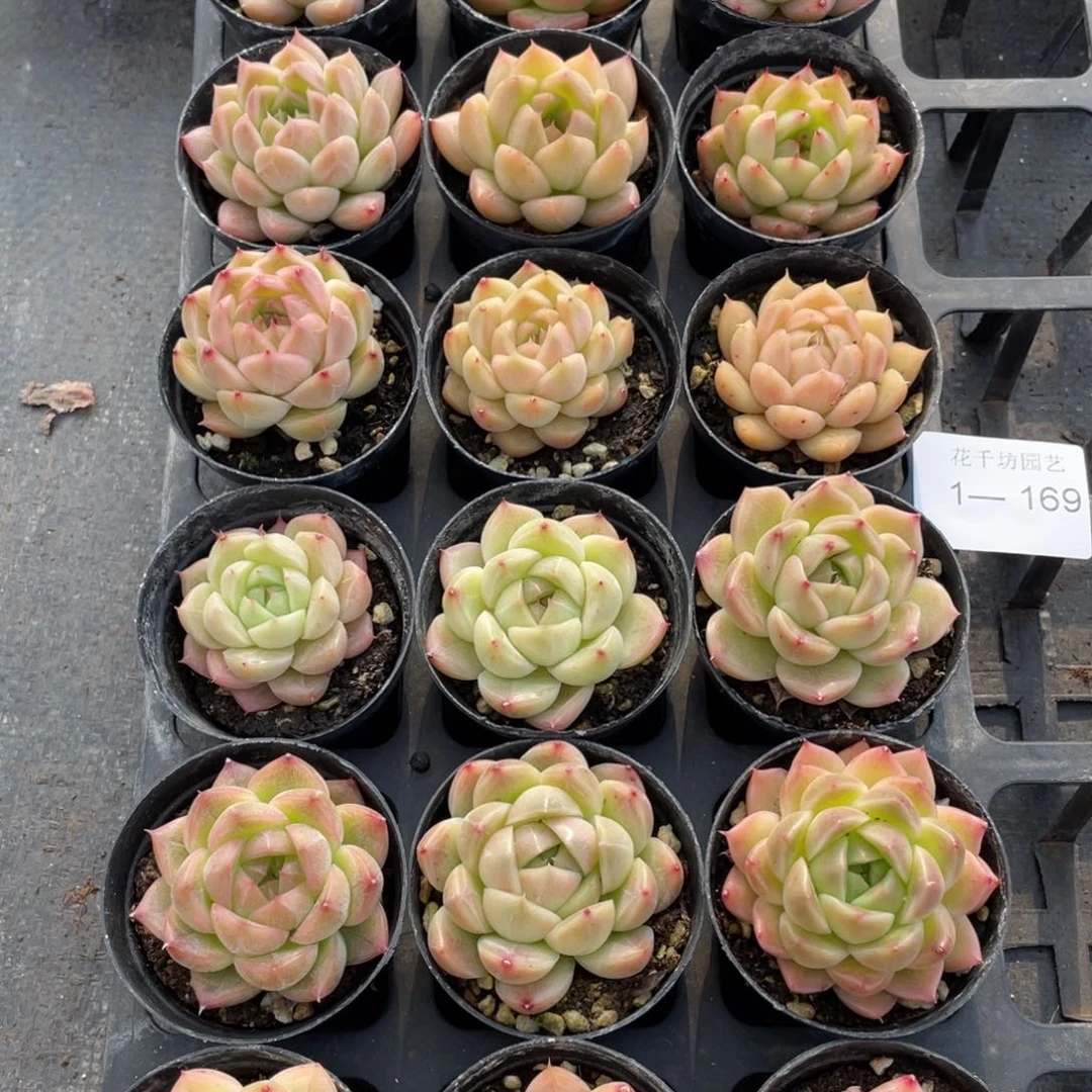 梓**晴一物一拍18颗1-169