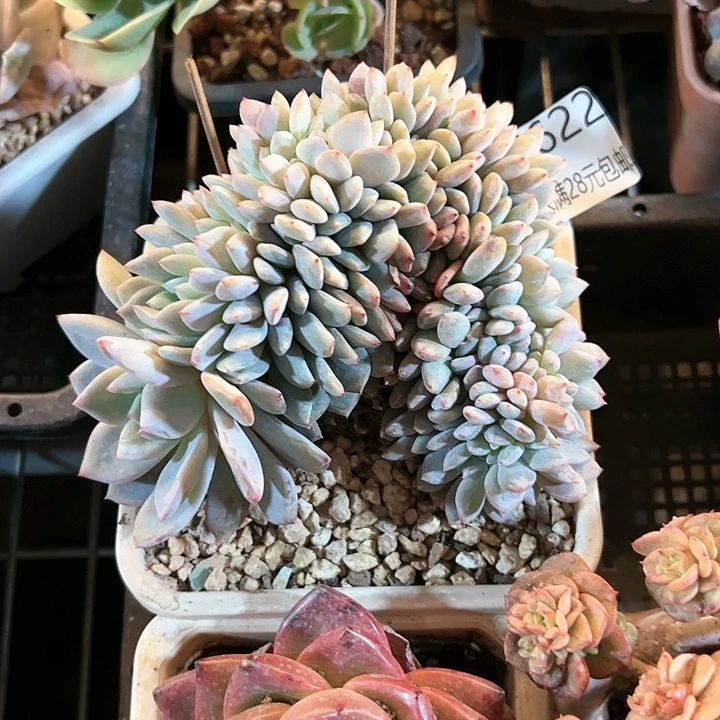 幸运的是我的朋友们