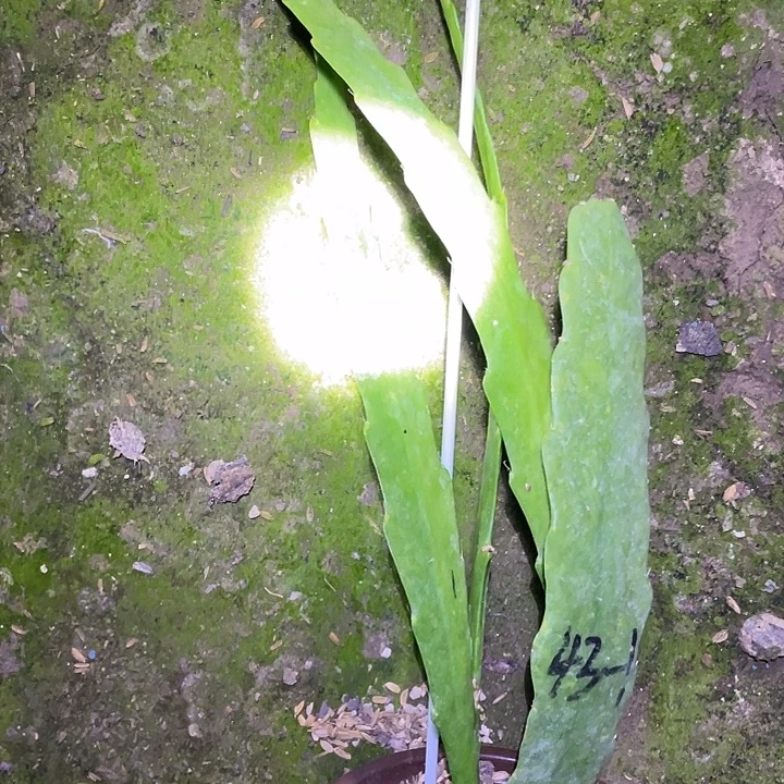 于***途硬件和花盆盆栽苗子43号